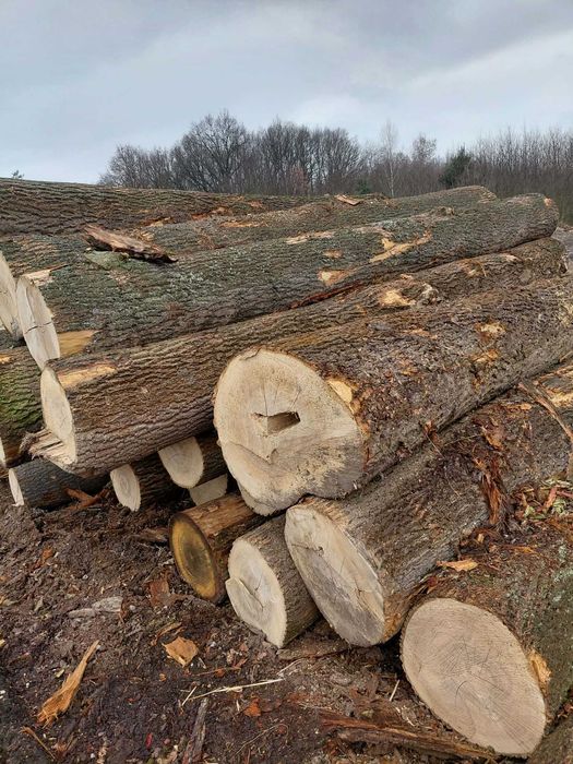 Jesion Tartaczny  grubość +40 cm, 4-5 m długości.