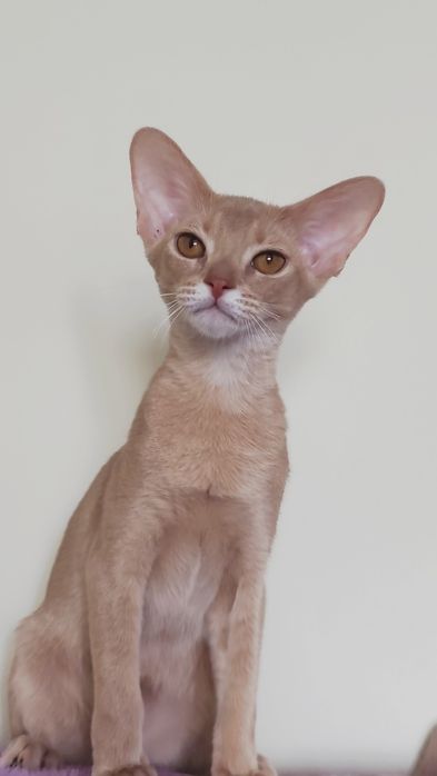 Абиссинский мальчик Фавн, 3 месяца