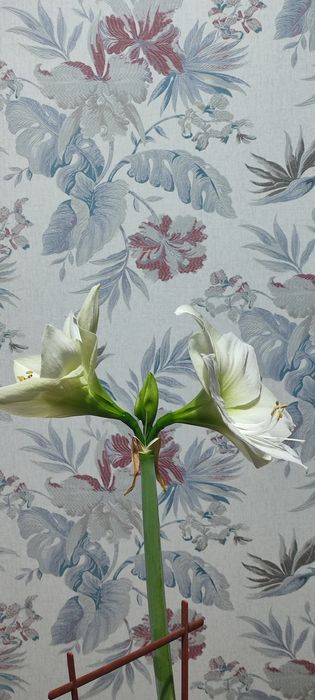 Гиппеаструм ,Амарилис,комнатные цветы,комнатное растение