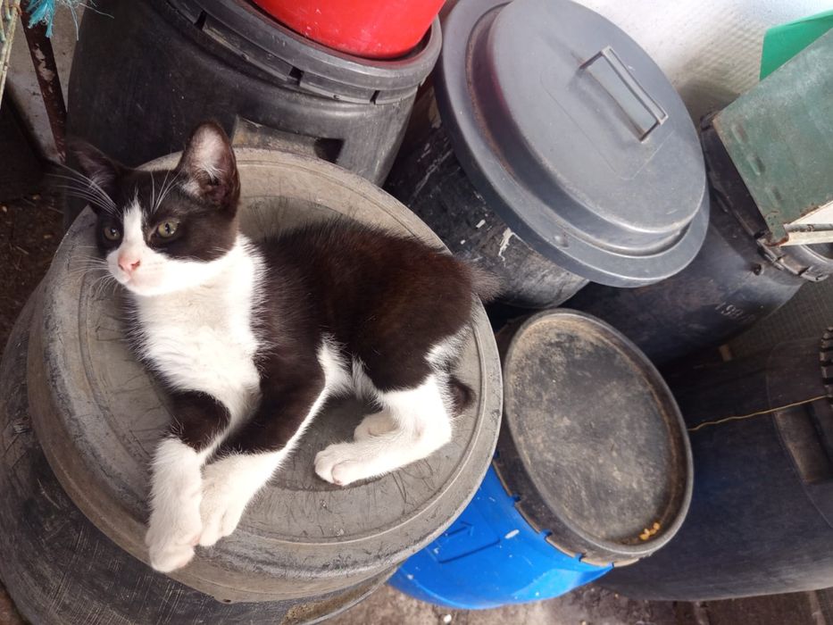 Gatinhos para adoção