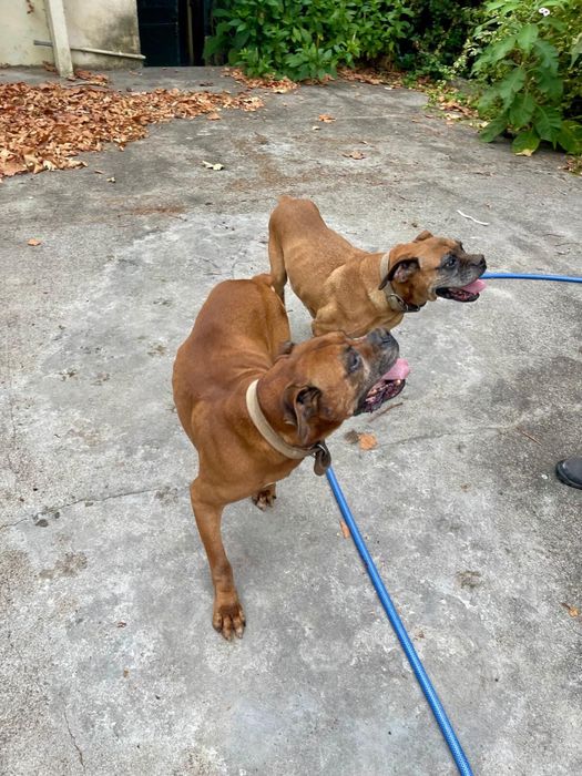 Para adopção responsável