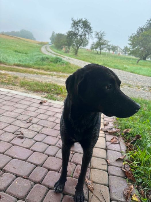 Znaleziono pieska labradora