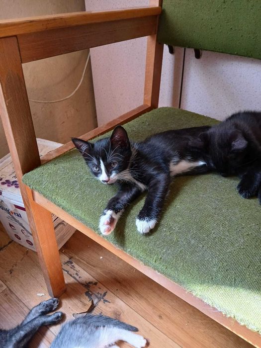 3 kocięta szukają kochających domów