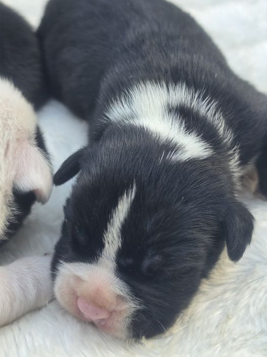 Piesek american bully  z metryką