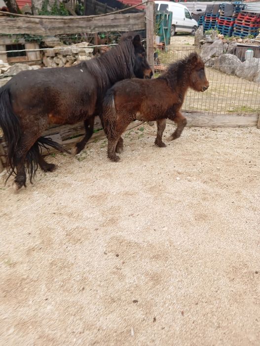Pónei fêmea e filho macho