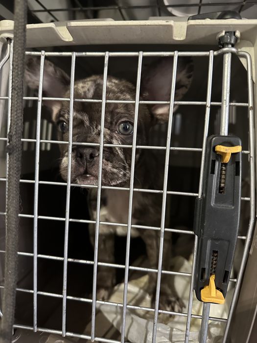 Перевезення тварин закордон. Виїзд кожного тижня! Доставка тварин.