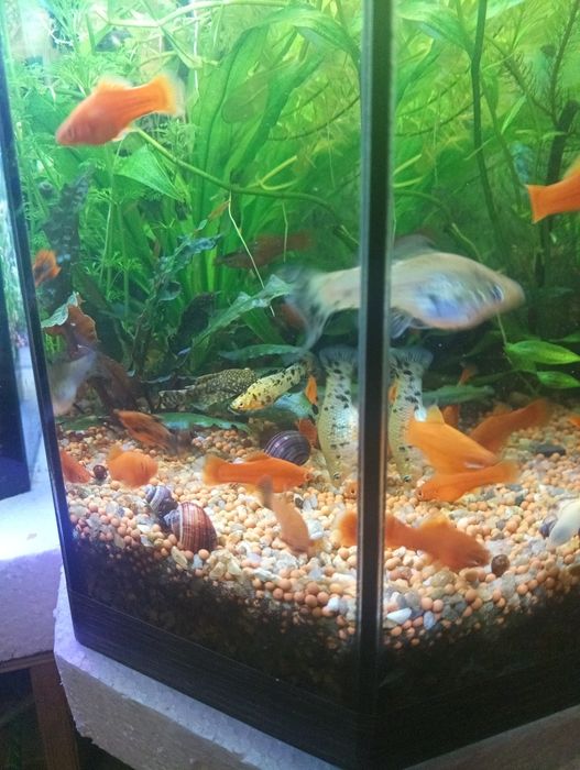 Меченосці і анцитруси