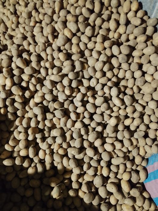 Sprzedam ziemniaki soraya wielkość sadzeniaka