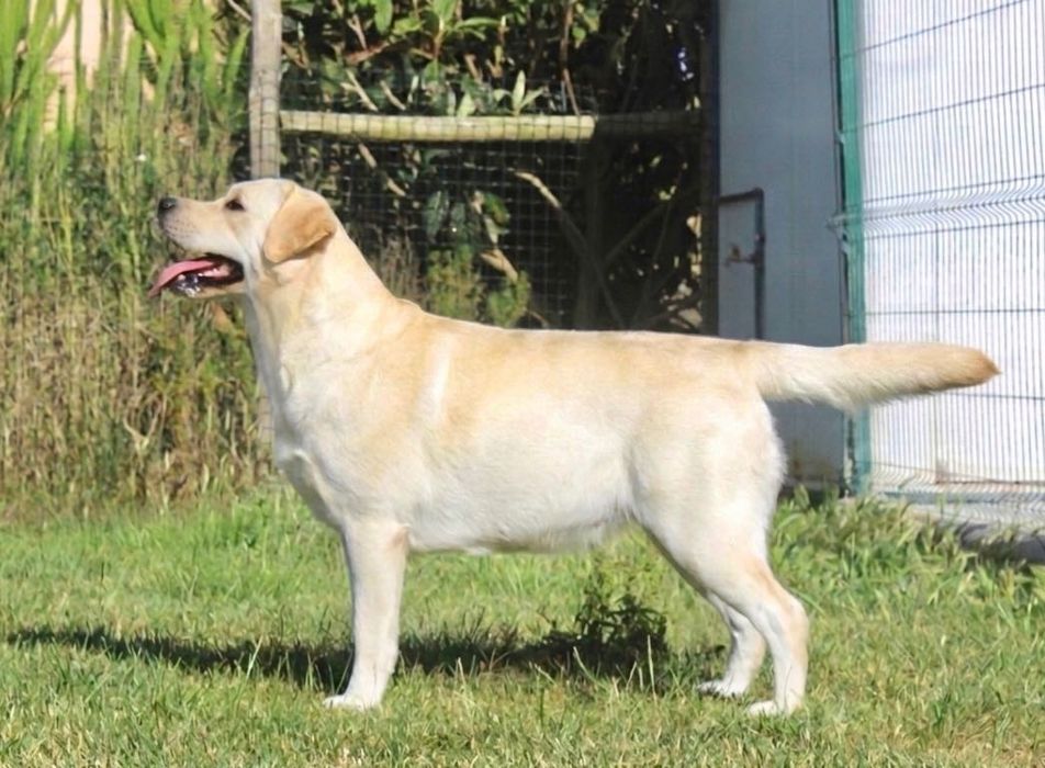 Labrador Retriever