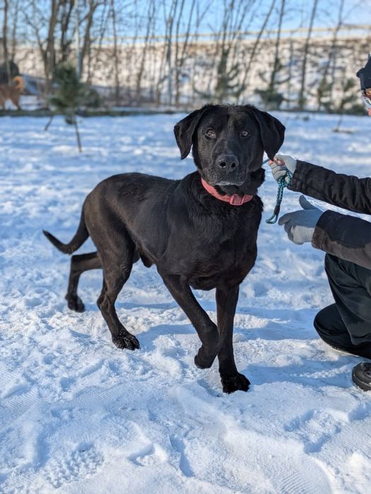 Wyjątkowy psiak Fryc w typie labradora szuka domu!