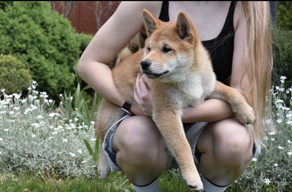 Чудовий малюк Шиба Іну / Shiba Inu