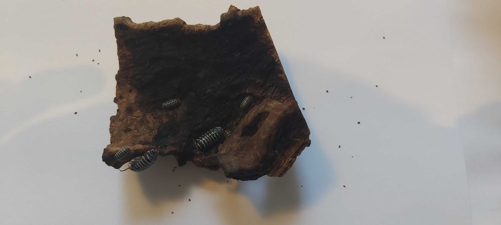 Isopody Armadillidium Maculatum