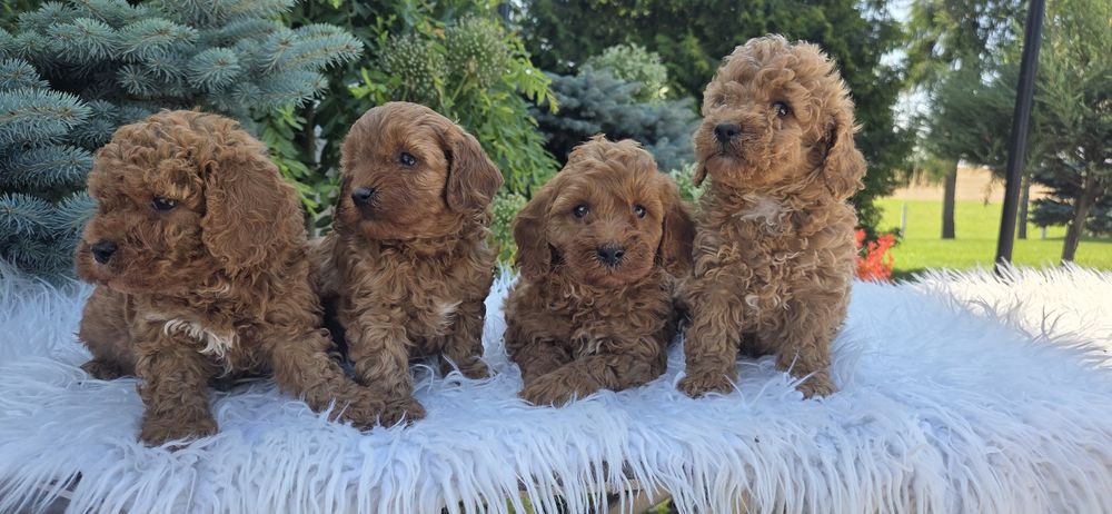 Cavapoo F1B Samczyk