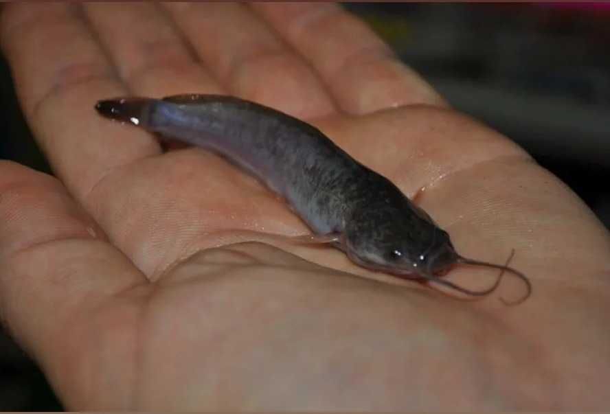 Мальок,личинка африканського сома 1 г +