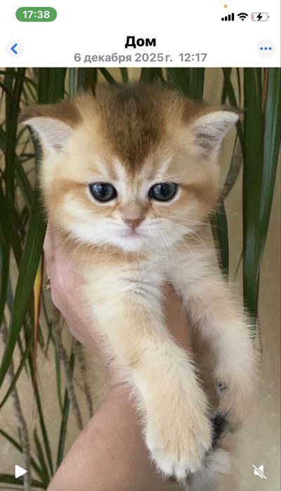 Золотая шиншила малыши