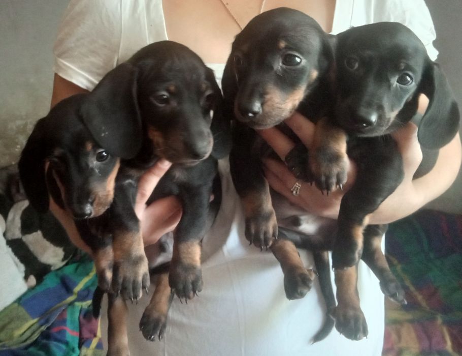 Щенки такс породистые Очень милые