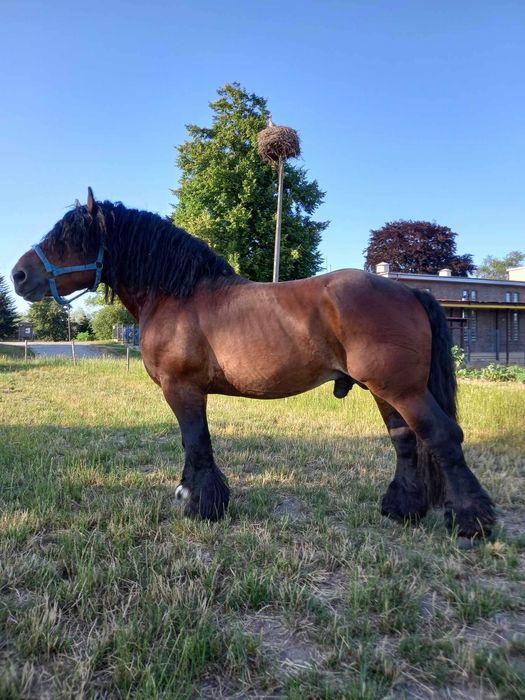 Ogier Mario urokliwy arden szwedzki