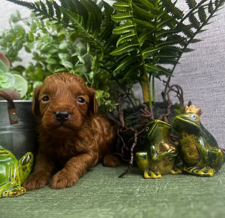 Maltipoo piękne szczeniaczki pakiet badań piesek suczka