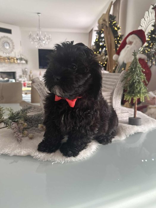 Sliczna dziewczynka Cavapoo F1