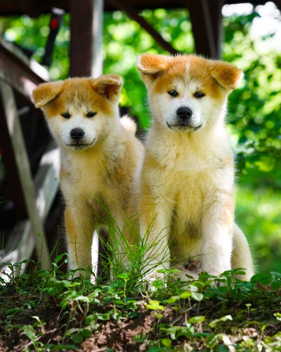 Akita FCI ZKwP po Championie