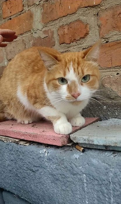 Отдам рыже-белую кошку