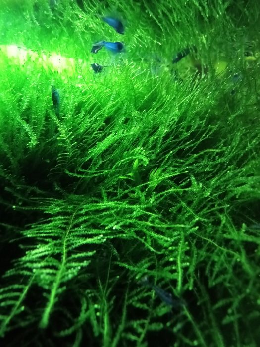 Java Moss, mech jawajski, kubek 100ml
