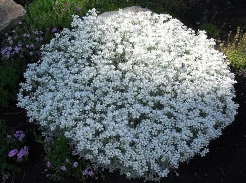 Продам квіти - ясколку