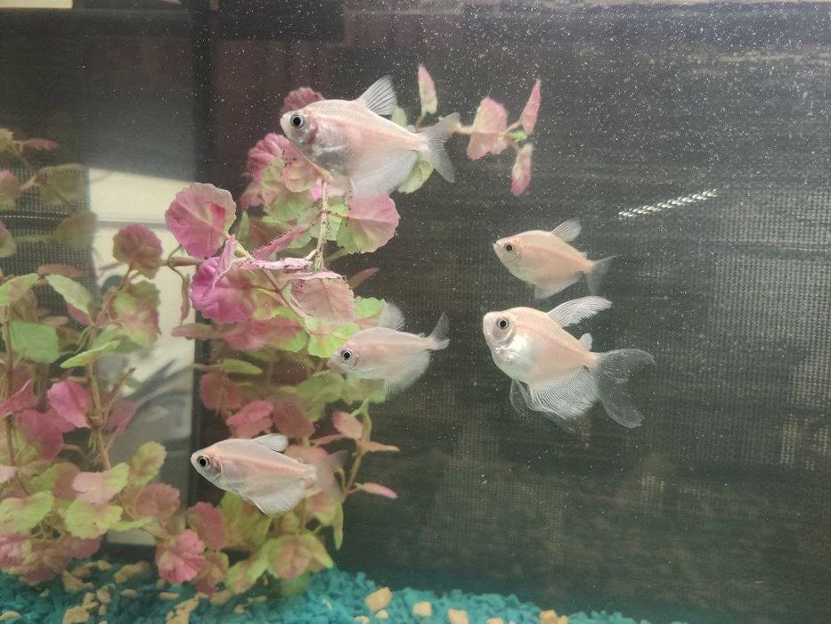 Аквариум 60л,Италия. Крышка, свет, фильтр, обогрев, рыбы Всё в Подарок