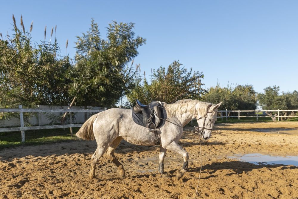 Egua Luso-Anglo montada, bom carácter
