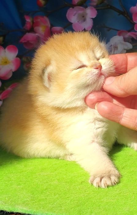 Ручные лапули, котята золотая шиншилла