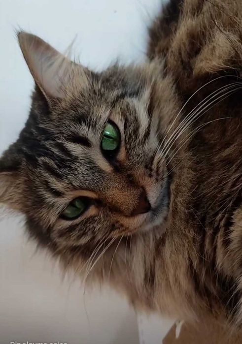 Adoção Responsável — Duas gatas esterelizadas