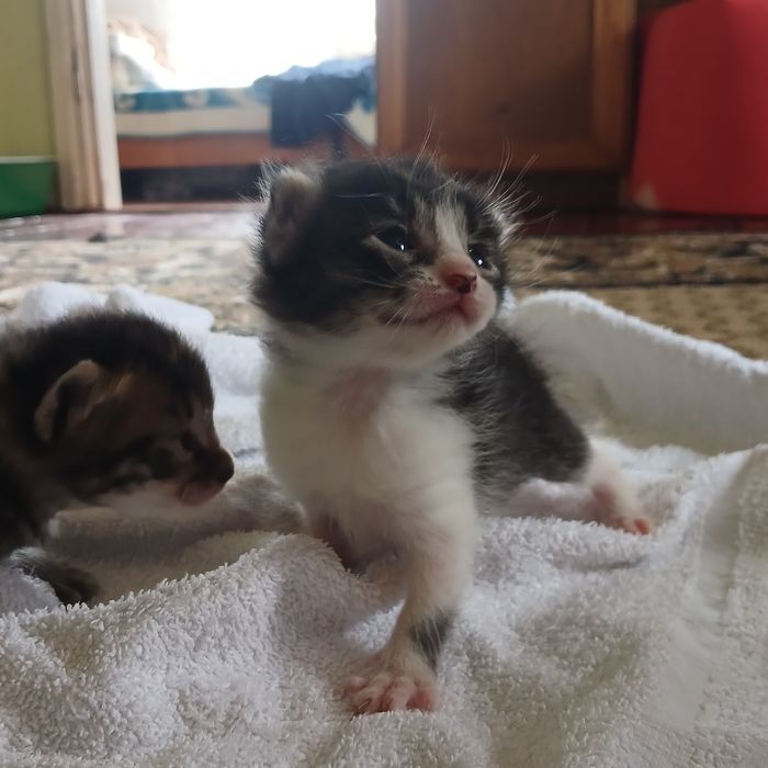 Котики всім бажаючим