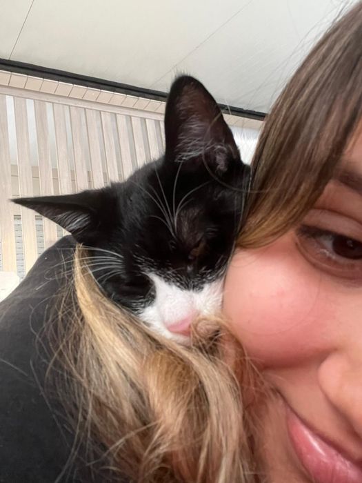 Serviços de petsitting