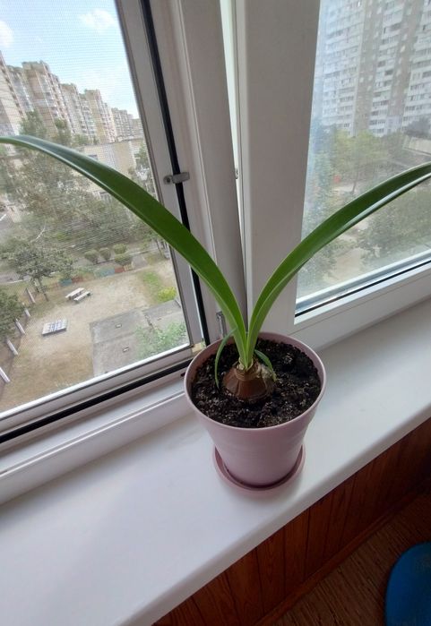 Гіппеаструм  квіти