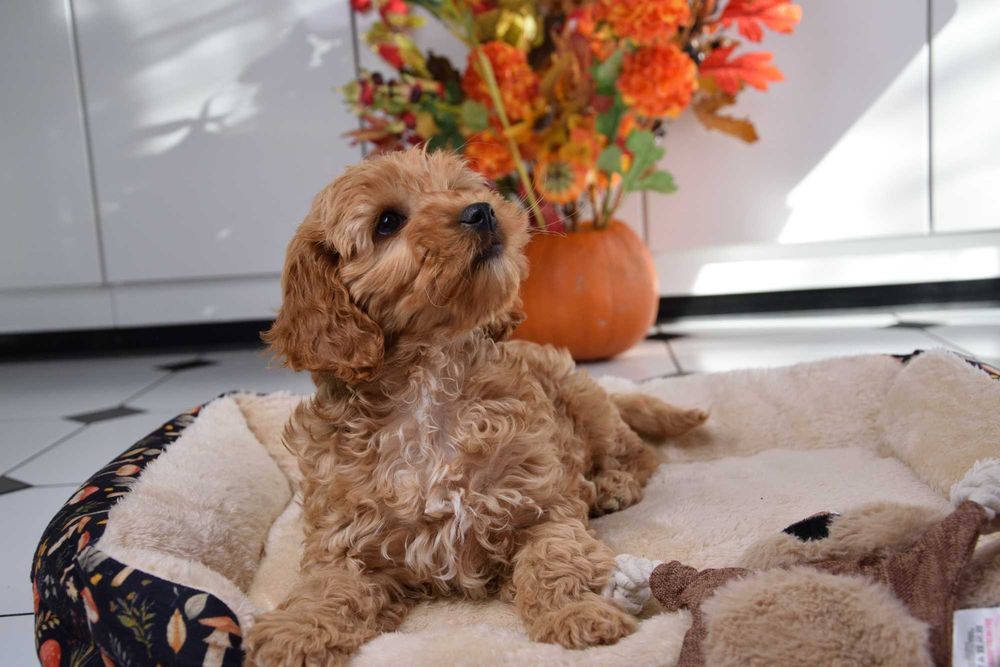 Cockapoo sunia F1 Cocker spaniel & pudel miniatura