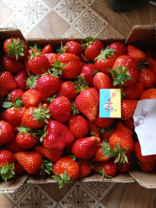 Семена дині Єфіопка ,Ананаска та саджанці малини,ежевіки, смородини