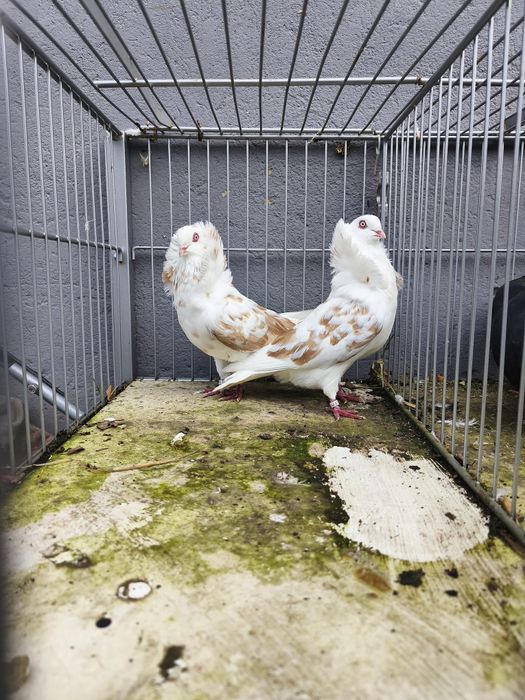 Kapucyny gołębie para