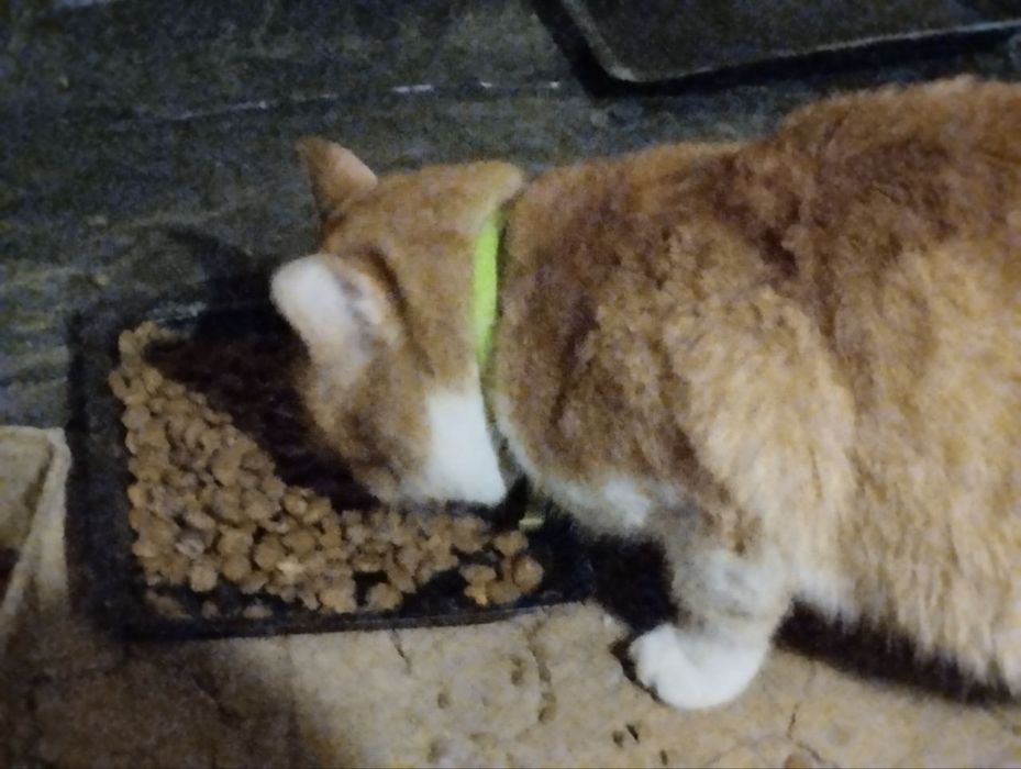 Найден рыже-белый кот, Одесская