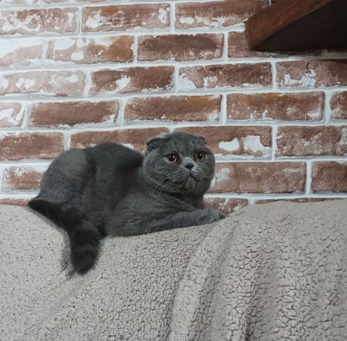 Веслоухие котята