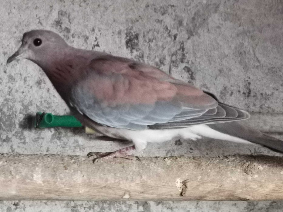 Rolas Senegal varias unidades