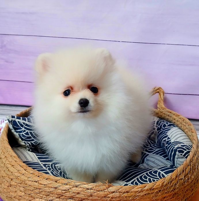 Міні хлопчик померанського шпіца