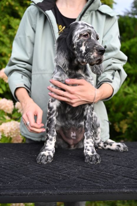 Англійський сетер