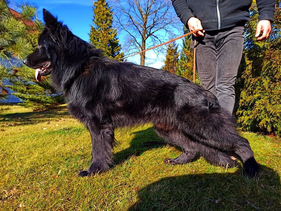 Owczarek niemiecki czarny