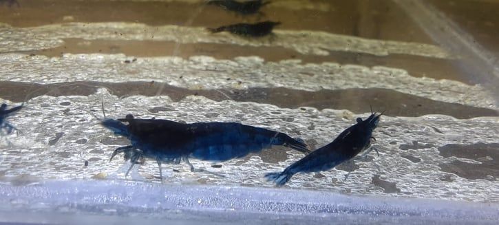 Sprzedam krewetki blues velvet