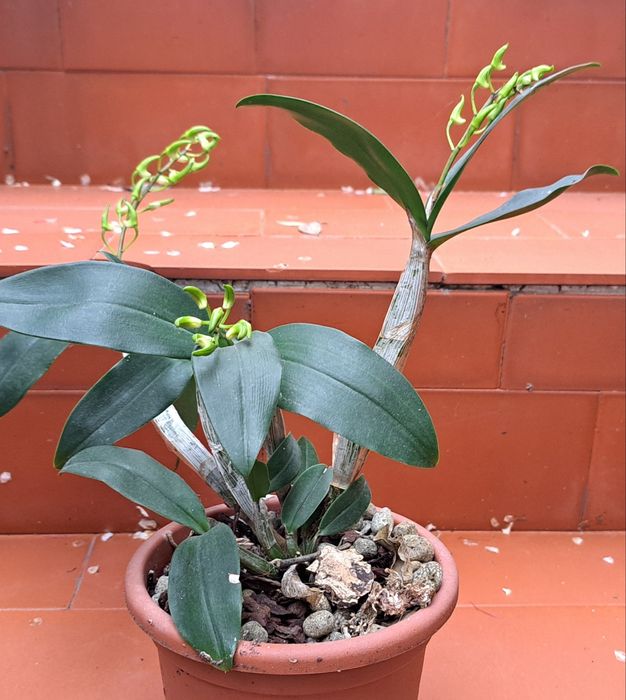 Orquidea Dendrobium Hilda Poxon