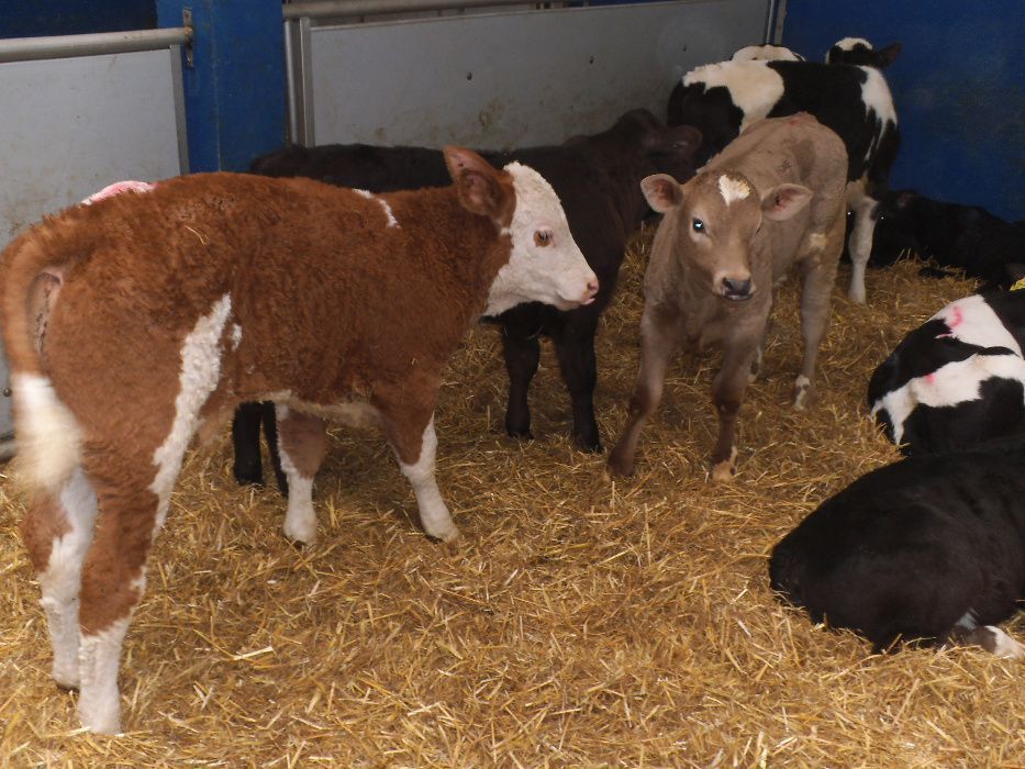 Byczki odsadki, opasy, na mleko i bez, cały kraj transport