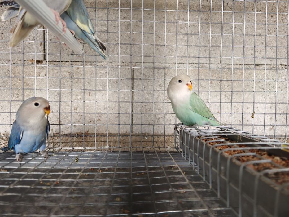 Agapornis Roseicollis