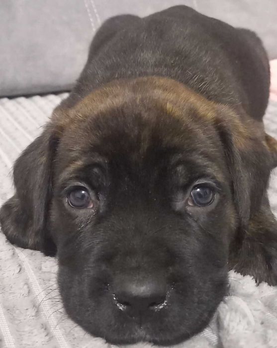 Цуценята Кане корсо