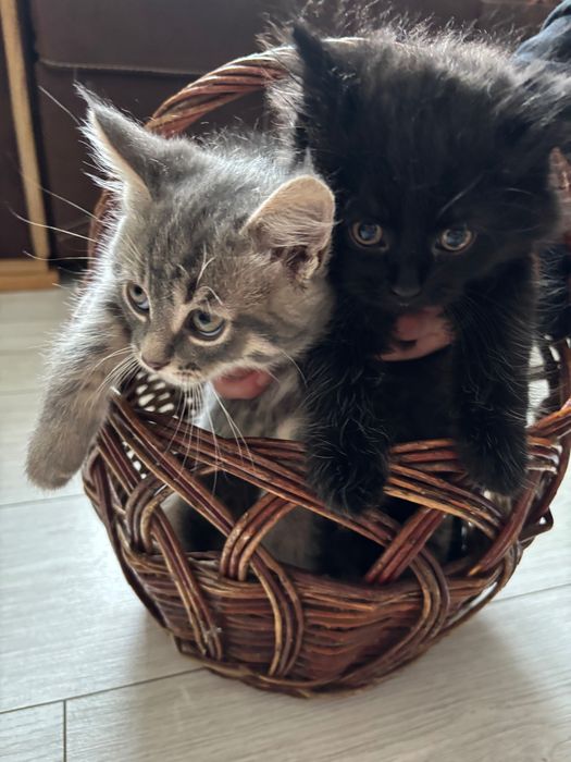 Віддам кошенят безкоштовно