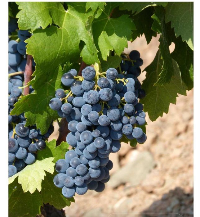 Vendo uvas brancas e tintas para vinho